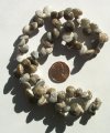 16 inch strand of Shells